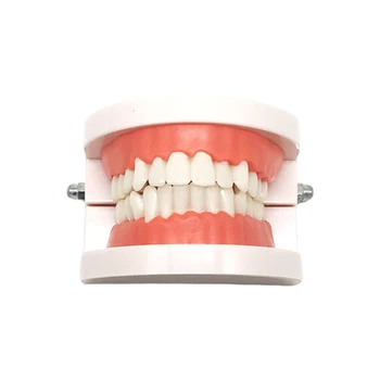 Standardni Odrasla Osoba Zubne Proteze Model Desni Medicinski Trening Alat Za Istraživanje Zubni Karijes Mali Usta Model Zuba Medicinske Opreme